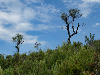Low angle view of trees against sky