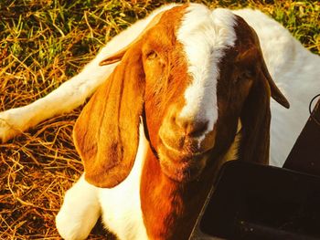 Close-up portrait of horse