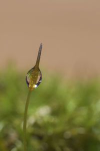 Close-up of water drop on plant