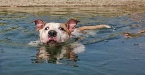 High angle portrait of dog in water