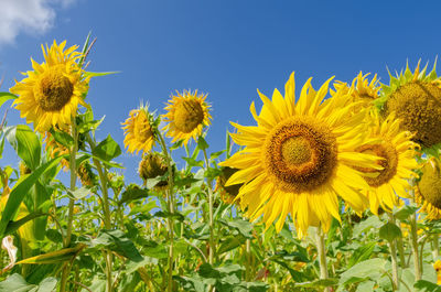 Close-up of yellow sunflower against sky