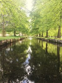 Reflection of trees in lake