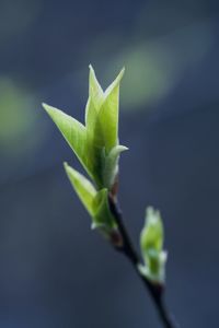 Close-up of flower bud growing outdoors