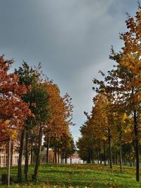 Low angle view of trees on field against sky during autumn