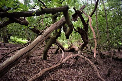 Close-up of tree branches