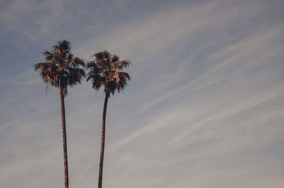 Low angle view of coconut palm tree against sky