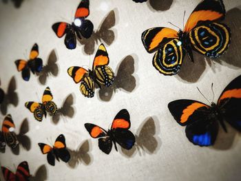 Close-up of butterfly