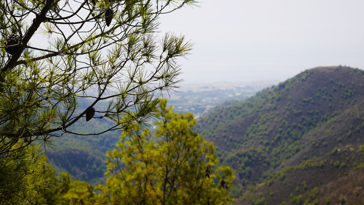 TREES IN A VALLEY AGAINST SKY