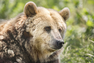 Close-up of grizzly bear