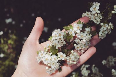 Close-up of hand holding flowers