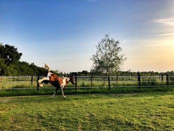 Horse on field against sky