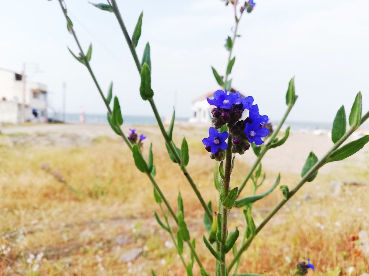 flowering plant, flower, plant, vulnerability, freshness, fragility, focus on foreground, beauty in nature, close-up, growth, nature, field, day, land, petal, purple, flower head, inflorescence, no people, plant part, outdoors