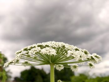 Close-up of white flowering plant