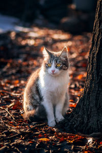 Portrait of cat sitting on land