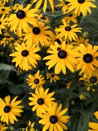 Close-up of yellow daisy flowers