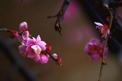 Close-up of pink cherry blossoms