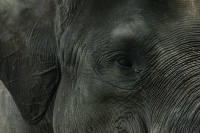 Close-up of elephant