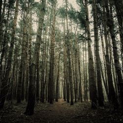 Trees in forest