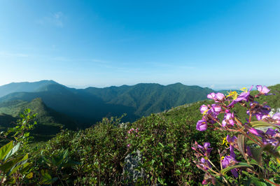 Flowers growing on mountain against blue sky