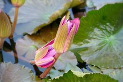 Close-up of lotus water lily in pond