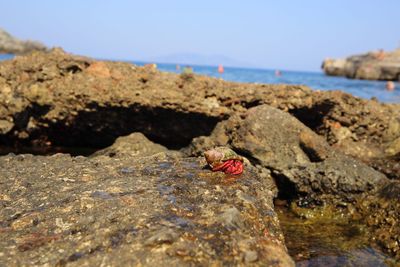 Close-up of crab on rock in sea