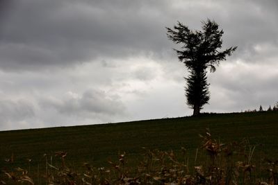 Tree on field against sky