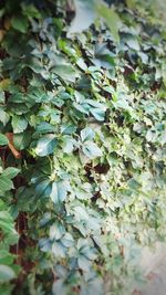 Close-up of plants