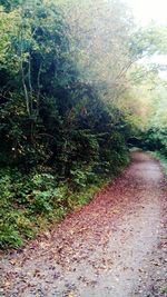 Road amidst trees in forest during autumn
