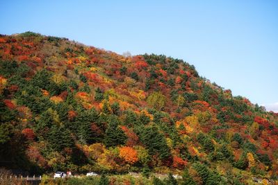 Trees growing on mountain against clear blue sky