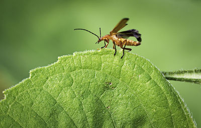 Close-up of insect on plant