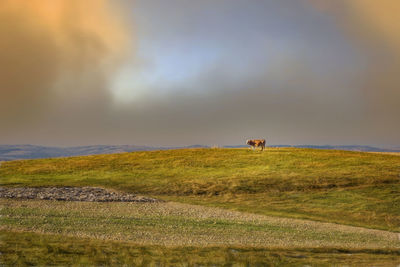 Scenic view of field against sky