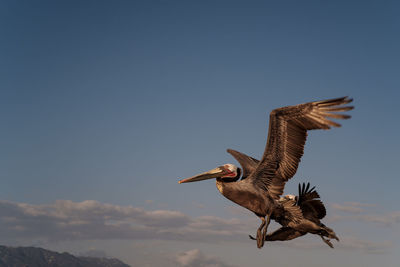 Bird flying against clear sky