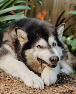 Close-up of a dog looking away