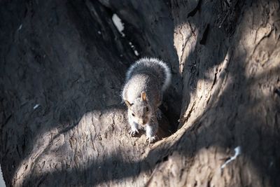 High angle view of baby squirrel on tree trunk
