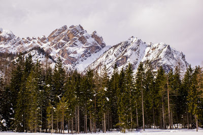 Pine trees on snowcapped mountains against sky