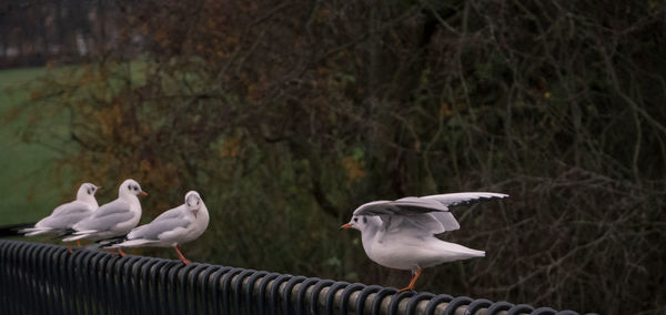 Birds perching on ground