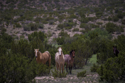 Horses standing amidst plants on landscape