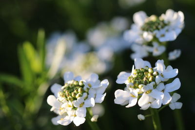 Close-up of white flowering plant