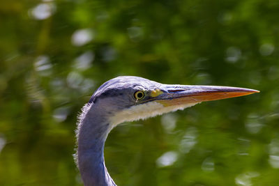 Close-up of a bird