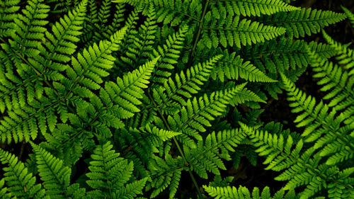 Full frame shot of green leaves