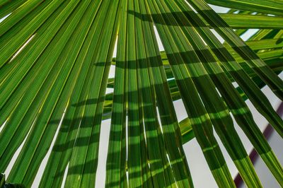 Low angle view of palm tree