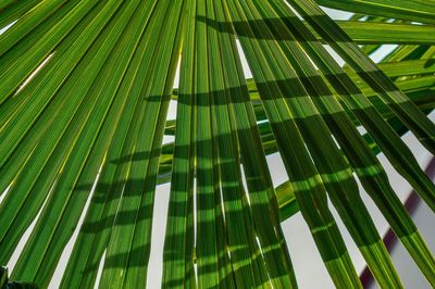 Low angle view of palm leaf