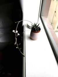 High angle view of potted plant on window sill