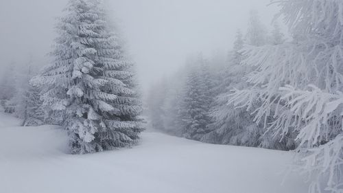 Snow covered pine trees in forest during winter