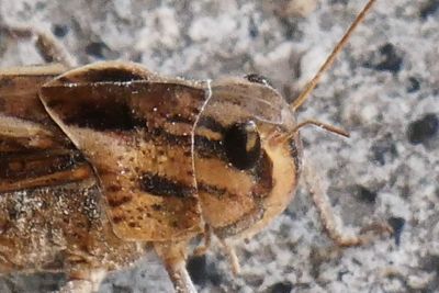 Close-up of insect on snow