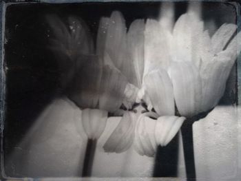 Close-up of flowers