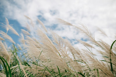 Close-up of stalks in field against sky