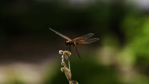 Close-up of butterfly