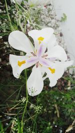 Close-up of white flowers blooming outdoors