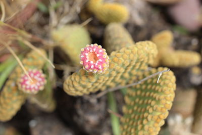 Close-up of pink flowering plant